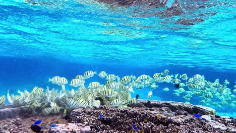 large school of convict tang fish on the reef feeding on algae