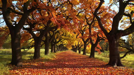autumnal path through colorful trees