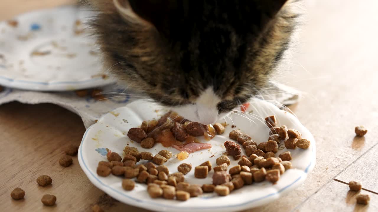 Eine getigerte Hauskatze mit langem Fell frisst drinnen von einem Teller, gefilmt aus einer größeren Entfernung. Futter ist auf dem Boden zu sehen, was eine realistische Fütterungssituation zu Hause und die alltägliche Haustierpflege zeigt.