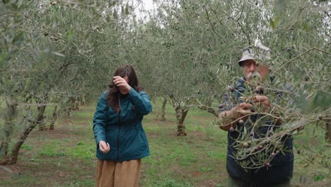 olive grove with people harvesting at daytime. static shot