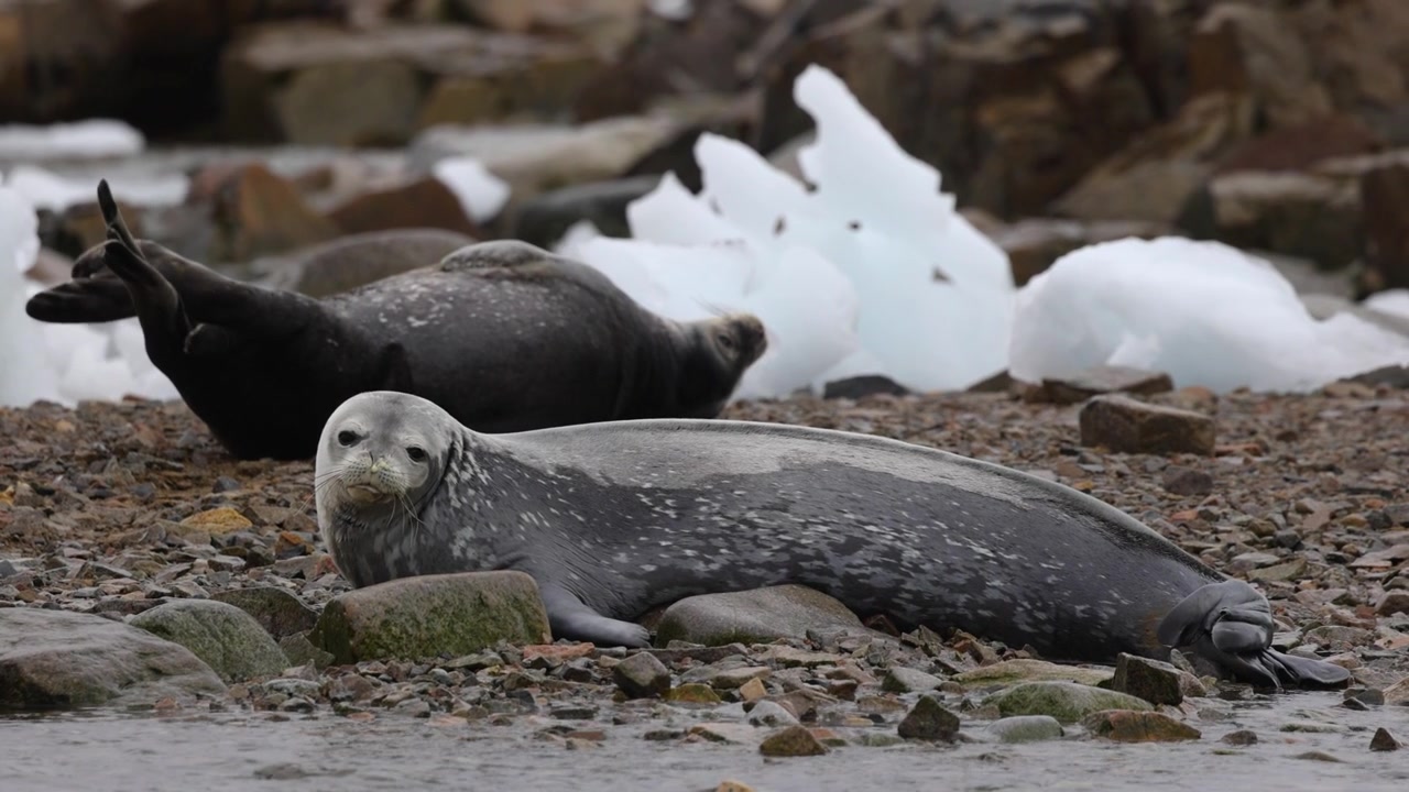 To Weddell-seler hviler på en steinete antarktisk kyst i sakte film, med isbiter, grunt vann, flekket pels og rolig polar dyrelivsatferd.