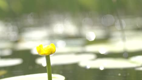 blooming yellow nuphar lutea