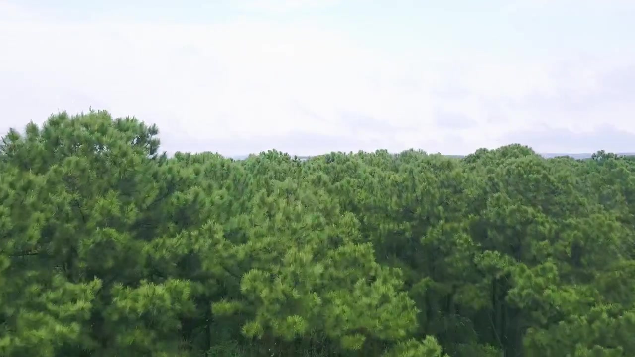 植物や木々のすぐ近くを飛行するドローン。松の植林地の奥に工業団地が見える。