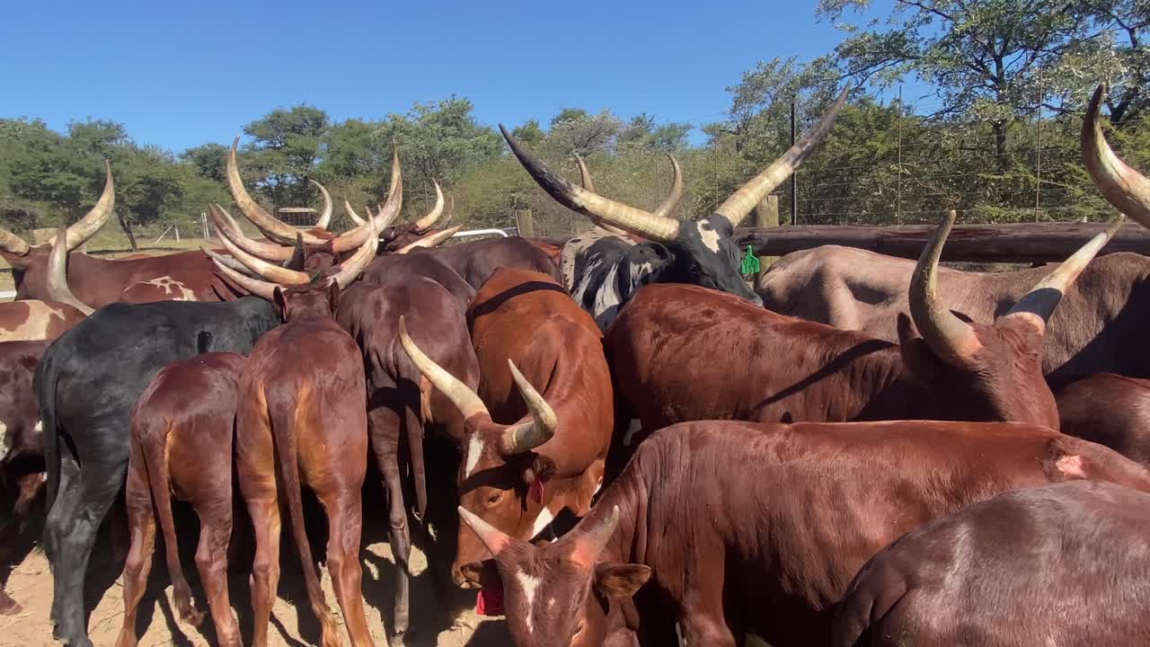 cierre de paralaje de muchas vacas watusi individuales juntas en una granja africana