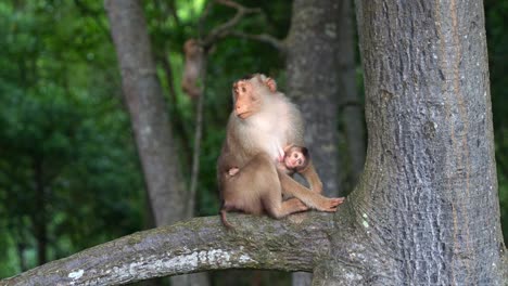 A-mother-southern-pig-tailed-macaque-perched-on-tree-branch,-feeding-her-baby-with-the-baby-clings-upside-down-to-her,-curiously-wondering-around-the-surroundings,-close-up-shot