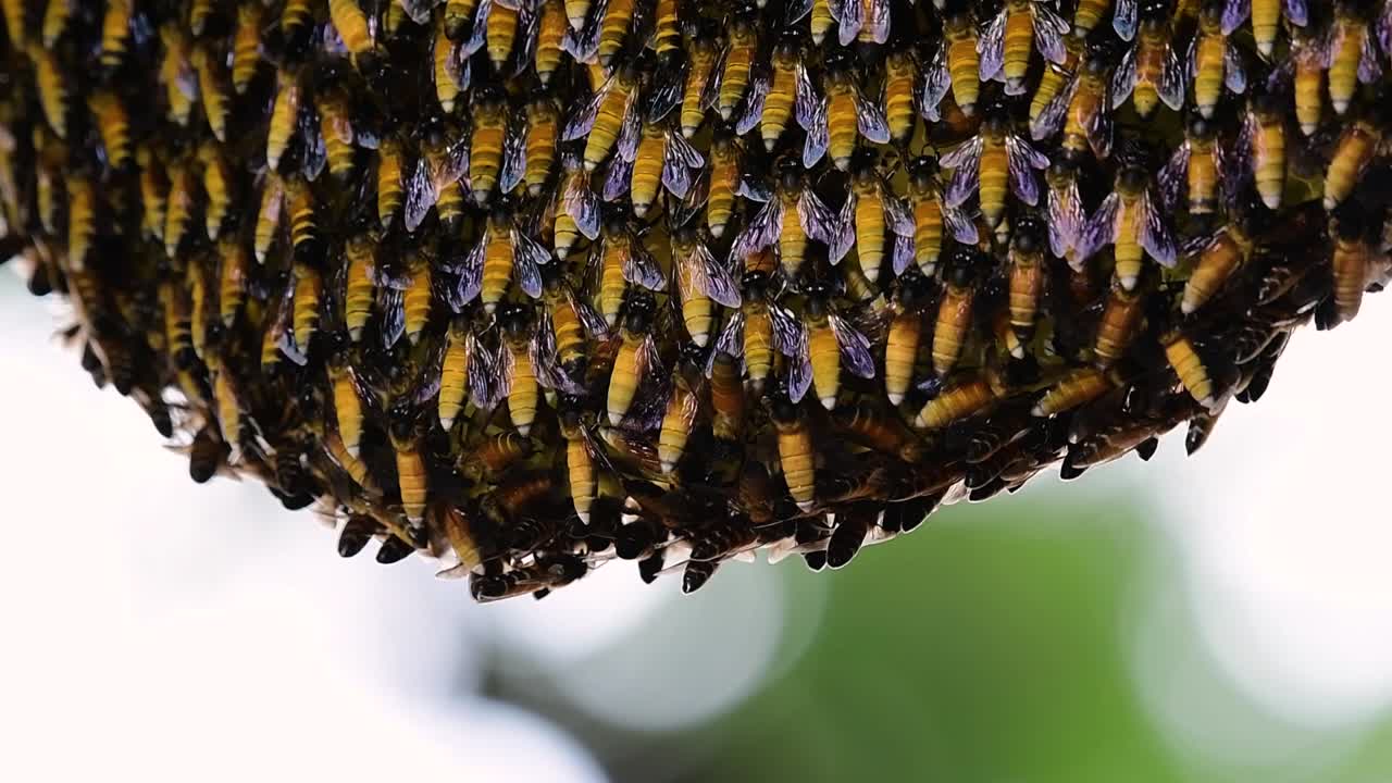 se sabe que las abejas melíferas gigantes construyen grandes colonias de nidos con bolsillos simétricos hechos de cera para almacenar miel como fuente de alimento.