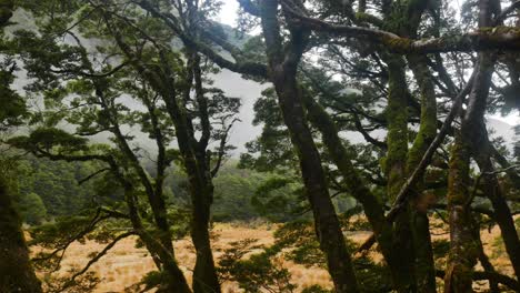 forest with dry grassland behind it