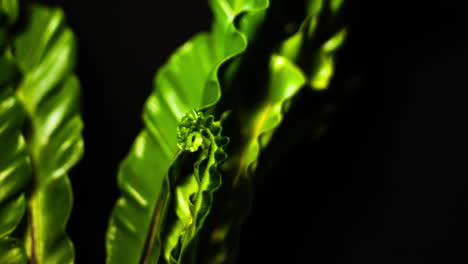 asplenium nidus - cobra birds nest fern fronds are unfurling follow growth