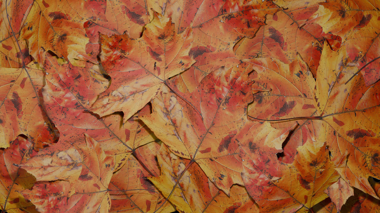 Vibrant Autumn Leaves Background
