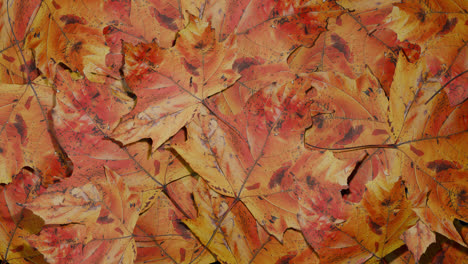 vibrant autumn leaves background