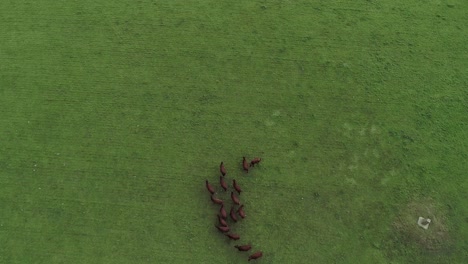 Seguimiento-Aéreo-Hacia-Abajo-Y-Sobre-Un-Rebaño-De-Vacas-Lecheras-Marrones-En-Un-Campo-De-Hierba