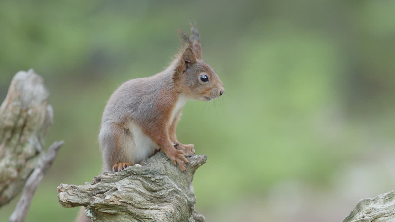 Simpatico scoiattolo rosso salta su un ceppo di legno nel bosco per sgranocchiare noci, scatto con bokeh