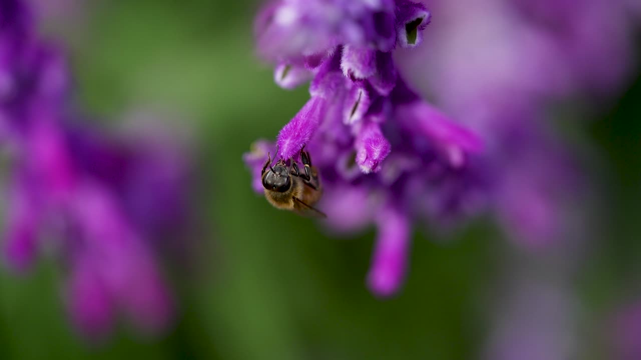 una foto macro de una abeja recolectando polen con flores púrpuras - video en cámara lenta