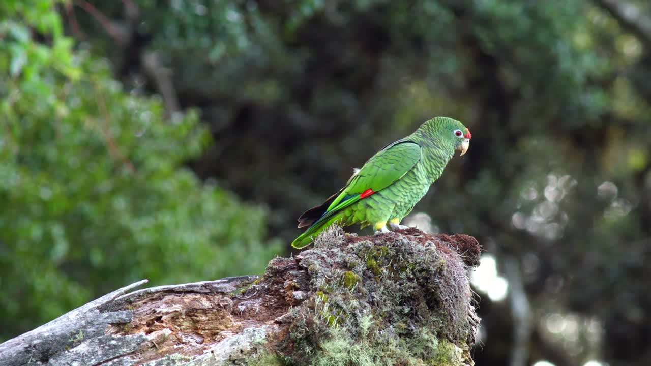 Endangered threatened Tucuman Parrot bird exotic wild in tropical rainforest jungle3
