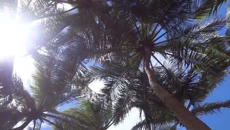 palm trees moving with the breeze on a sunny day