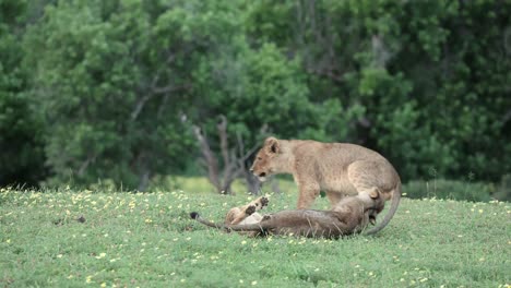 tiny lion cub playing with its two older siblings in botswana