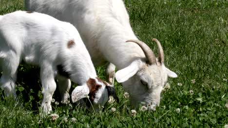 mother and baby goat eating white clover