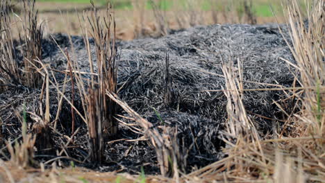 A-close-up-view-of-a-burned-down-rice-field-in-Indonesia,-showing-charred-crop-residues-after-an-open-fire-method-of-stubble-burning-for-natural-fertilization