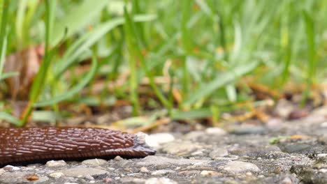 Eine-Braune,-Schwarze-Nacktschnecke-Kriecht-Von-Rechts-Nach-Links-Und-Verlässt-Das-Bild-Auf-Der-Linken-Seite