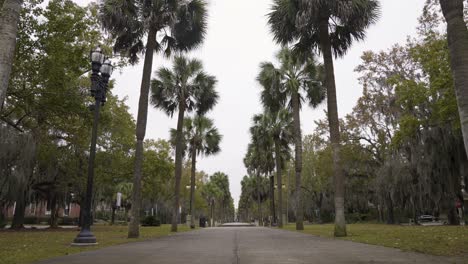 palm trees with cars driving by in savannah georgia on overcast day