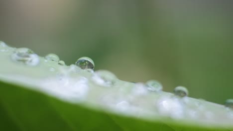 pan shoot video of dew on leaves