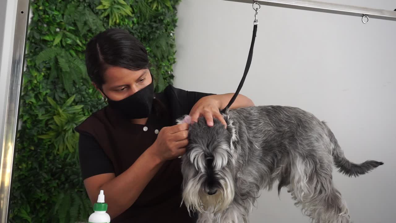 mujer hispana recoge piojos de schnauzer miniatura, tiro giratorio