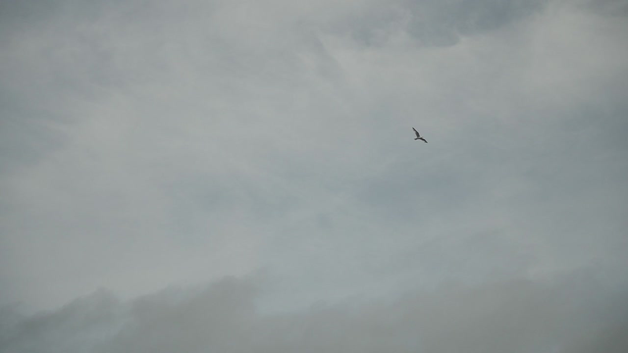 하늘을 날아다니는 새: 슈퍼 슬로 모션 hd 30p