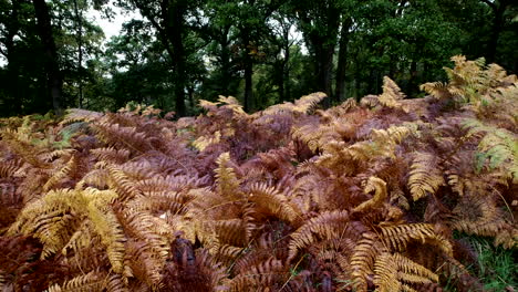 los helechos del bosque en pleno color otoñal se mecen en una suave brisa, warwickshire, inglaterra