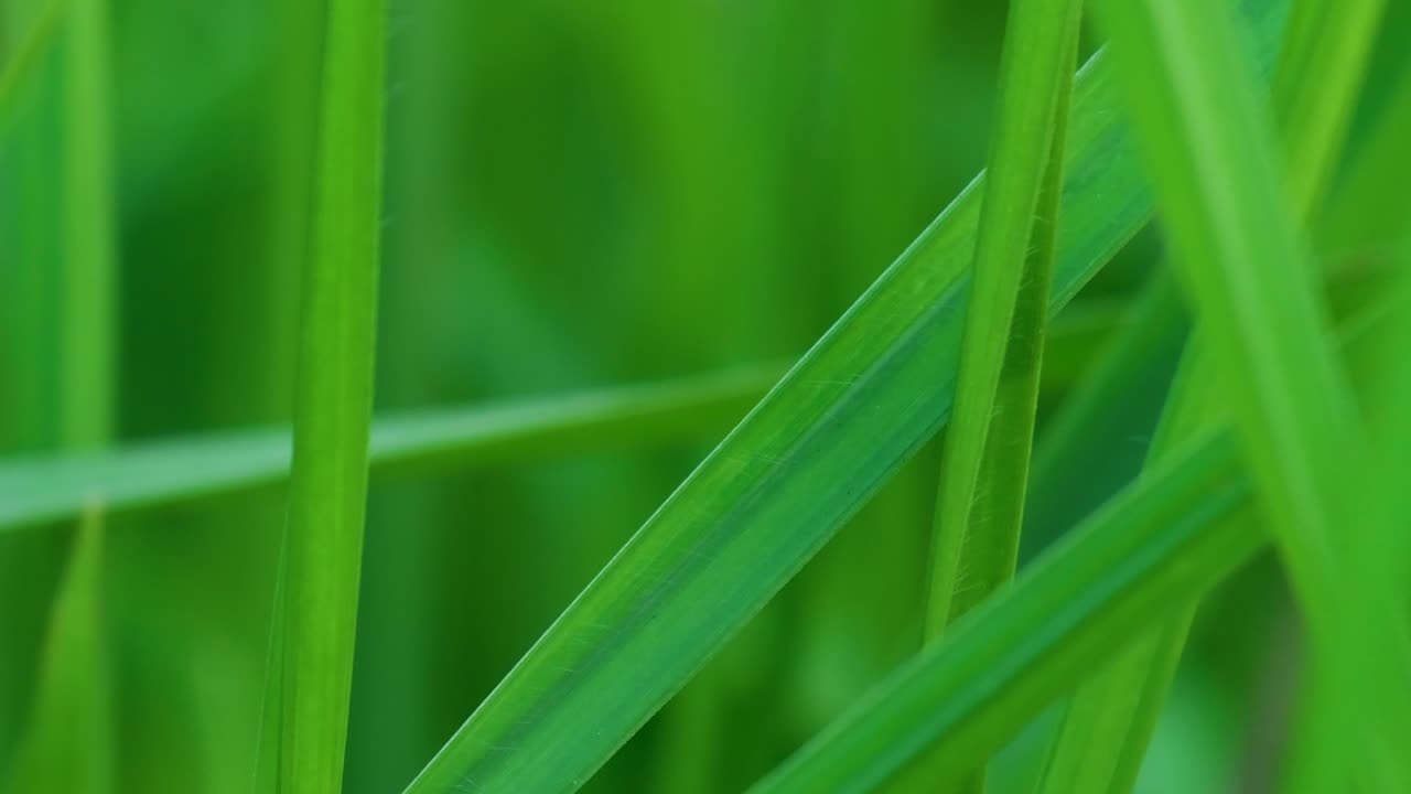 un pequeño saltamontes de prado saltando de una hoja de hierba en una mañana de primavera crujiente
