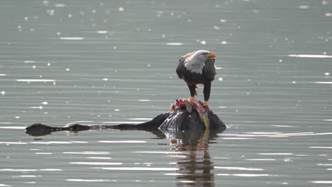 a bald eagle tearing a fish apart on a rock in the middle of a lake