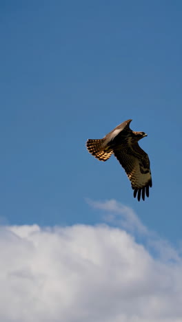 hawk in flight