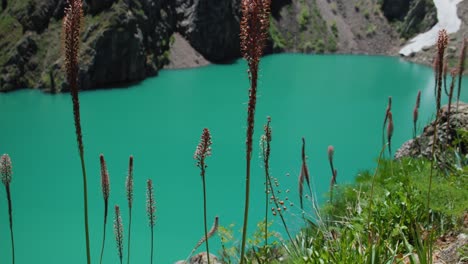 mountain lake of green and blue color urungach. beautiful eremurus flowers. located in uzbekistan, central asia. 14 out of 20 tyanshan mountains