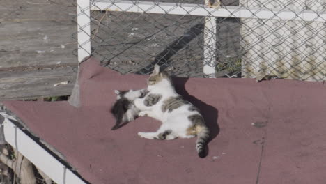 cats on a roof