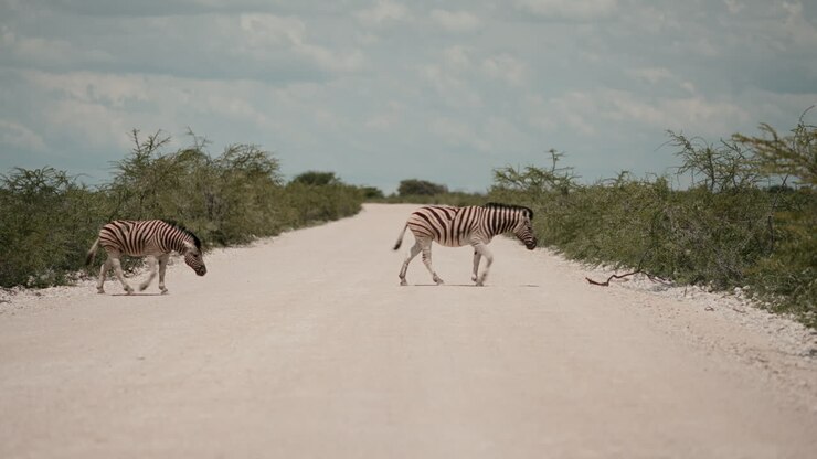 Zebre che camminano su una strada sterrata nella savana africana