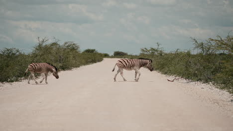 zebras walking on a dirt road in the african savanna