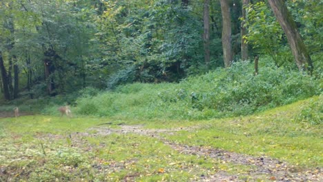 Drei-Hirsche-Eine-Lichtung-Im-Wald