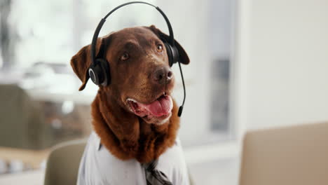 Dog wearing a headset in an office