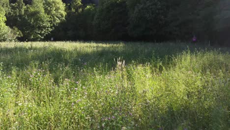 luftaufnahme naturpark mit seedrohne 4k