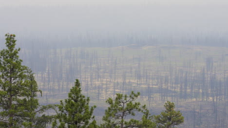 hazy landscape with regenerating forest after wildfire