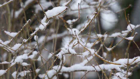 Copos-De-Nieve-Aterrizando-En-Ramas-Desnudas-En-Invierno-En-Cámara-Lenta