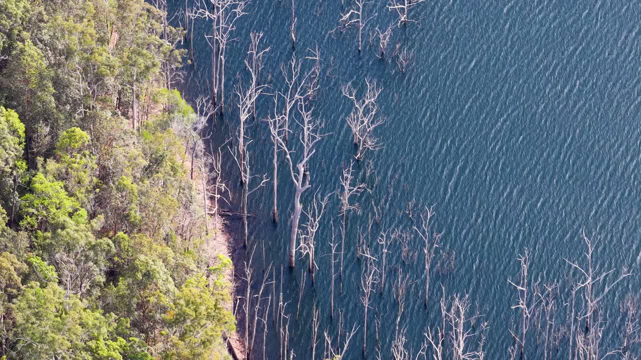 Drone captures flooded forest edge with dead trees, vibrant greenery, and calm water in daylight
