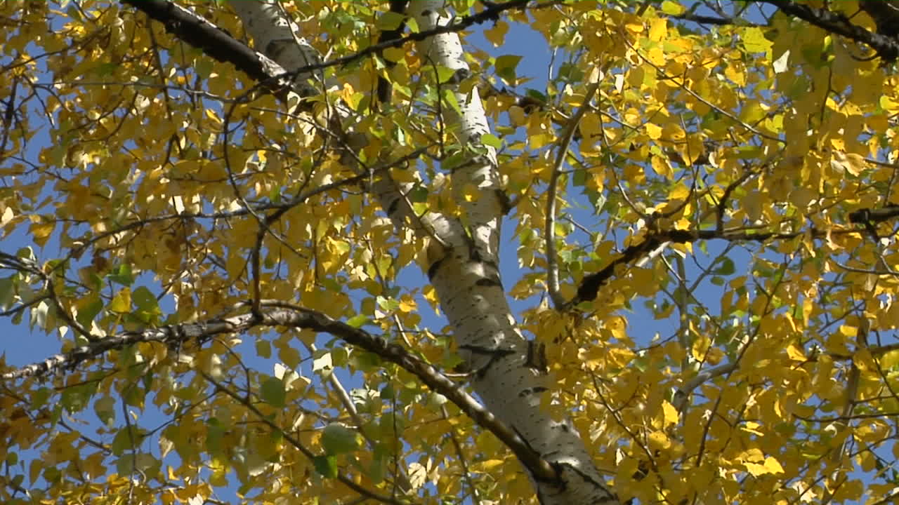 바람이 낙엽을 흔든다 3