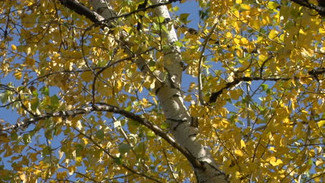 The Wind Rustles The Fall Leaves 3