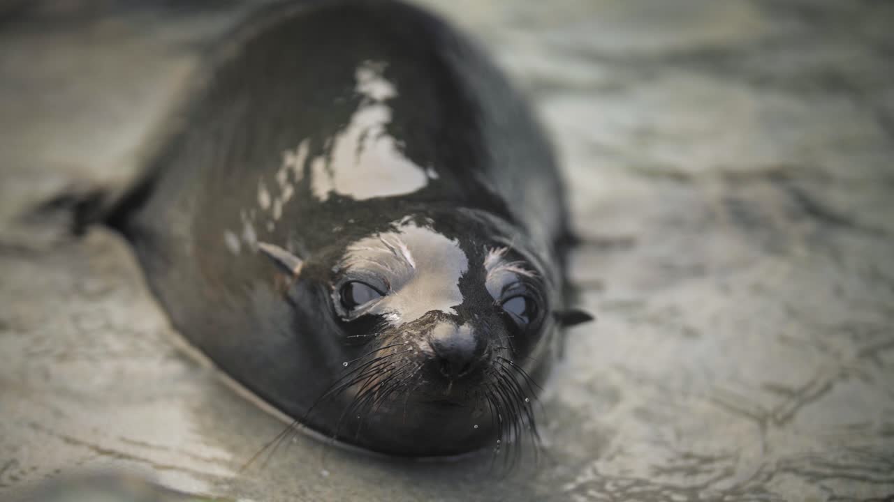 Close up of a baby fur seal's face, looking in the camera with its big eyes