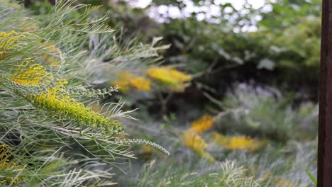 yellow flowers blooming among green shrubs