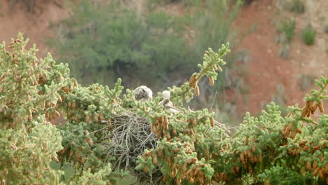 red-tailed hawk babies walking in nest on top of pine tree