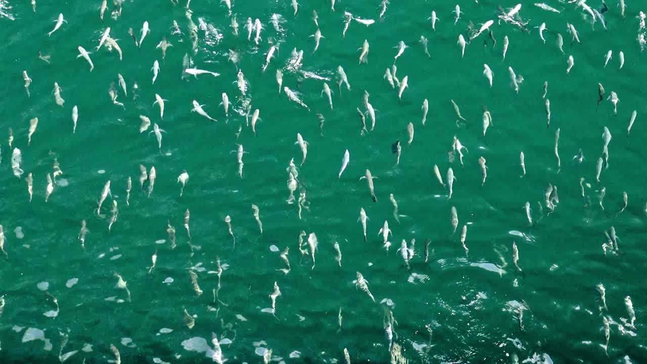 만사니요 멕시코에서 위에서 날으는 물고기의 큰 학교