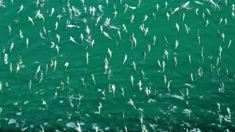 gran escuela de peces voladores desde arriba en manzanillo mexico