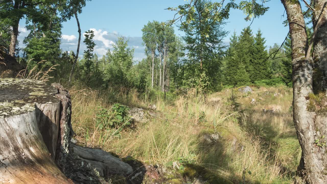 vegetación del desierto del bosque en sol y viento, lapso de tiempo