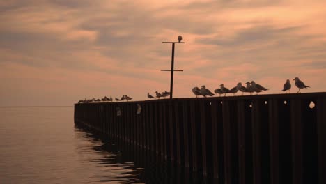 Möwen-Sitzen-Auf-Dem-Pier.-Seepier-Mit-Möwen-Bei-Sonnenuntergang.-Möwenpier